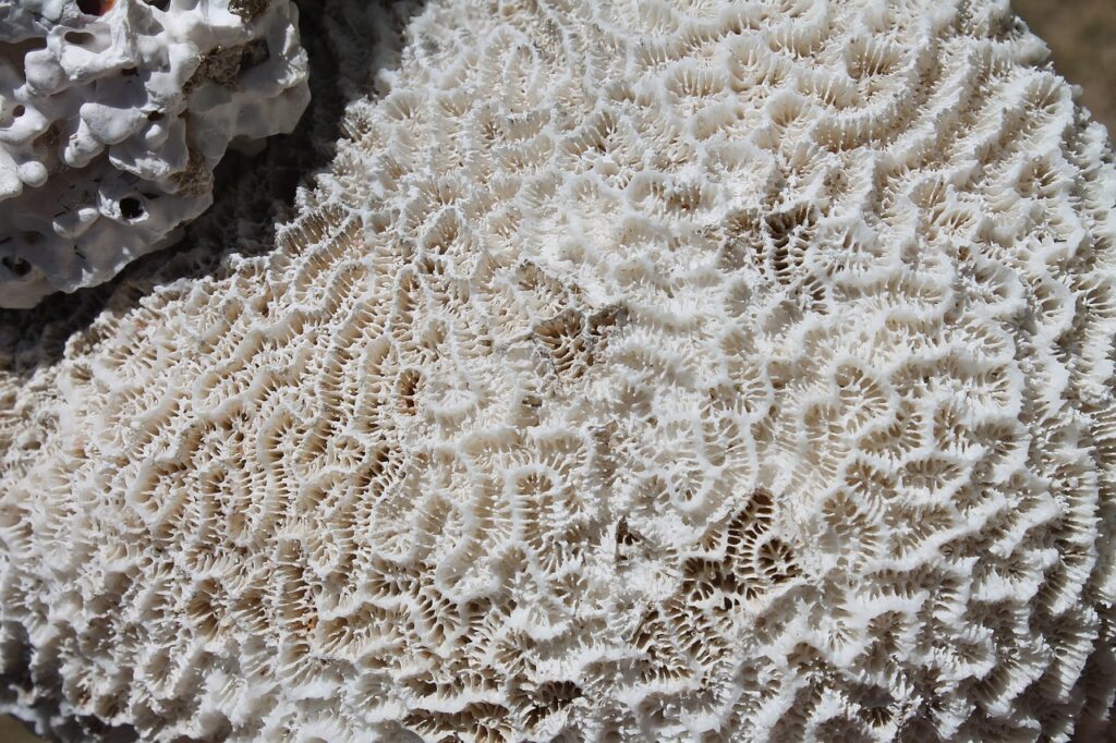 coral, ocean, indian-978832.jpg