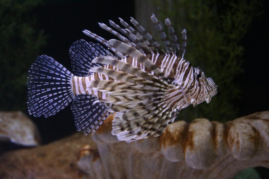 lion fish, saltwater fish, nature-3394268.jpg